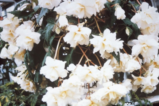 B. ‘Ophelia’